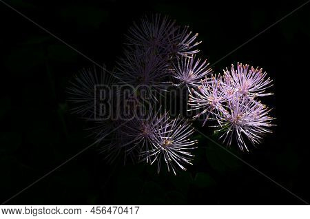Thalictrum Aquilegiifolium On A Black Background