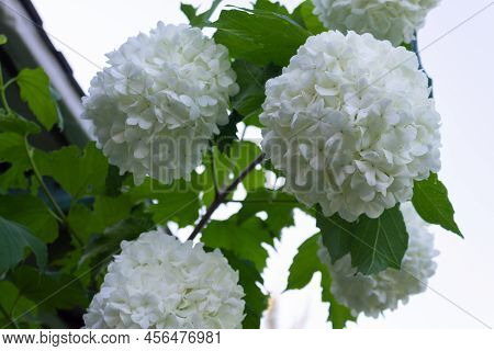 Blooming Viburnum Opulus (guelder Rose Buldenezh). Decorative Viburnum Bush With White Flowers In Th