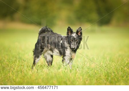 Puppy Of Mudi Is Standing In The Grass. She Is So Adorable And Fluffy.