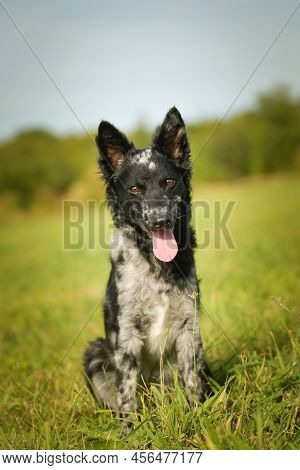 Portrait Of Dog Puppy Mudi. She Is So Nice Dog.