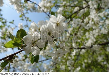 Five Petaled White Flowers Of Cherry Tree Against Blue Sky In April