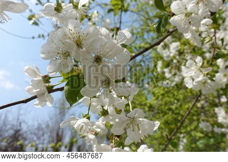 Flowers Of Cherry Tree Against Blue Sky In April