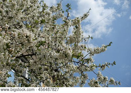 Light Blue Sky And Crown Of Blossoming Cherry Tree In April