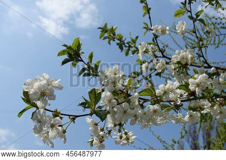 Sky And Blossoming Branches Of Cherry Tree In April