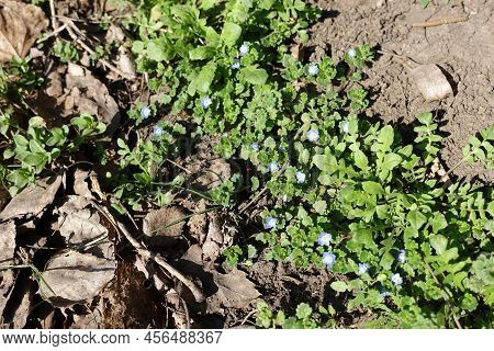 Multiple Blue Flowers Of Veronica Polita In Mid March