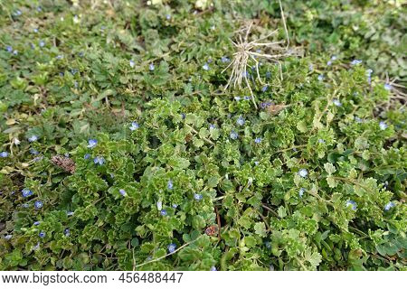 Numerous Small Blue Flowers Of Veronica Polita In March