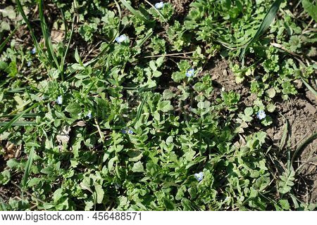 Several Small Blue Flowers Of Veronica Polita In Mid March