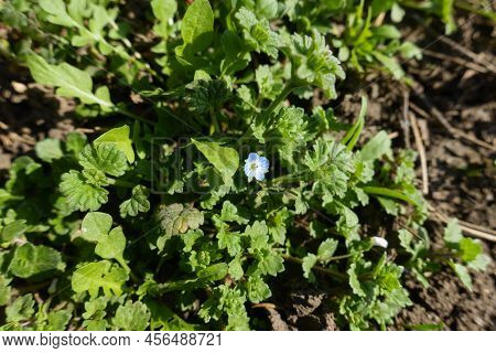Single Blue Flower Of Veronica Polita In Mid March