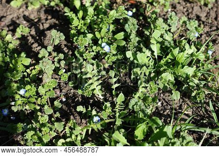 Small Blue Flowers In The Leafage Of Veronica Polita In Mid March