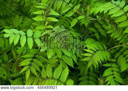 Beautiful Leaves Of The Sorbaria Sorbifolia Against Background. Green Leaves Of The Wild Ash In Summ