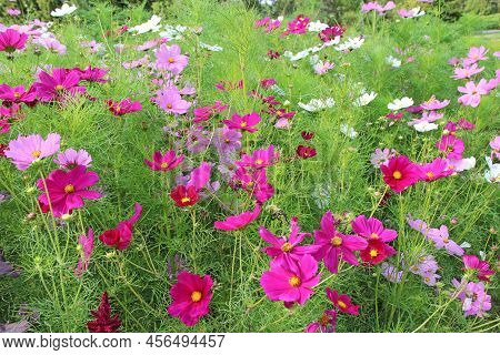 Colored Flowers Of Cosmos Bipinnatus Blossoming On Summer Flower Bed. Red And Pink Cosmos Blossoming