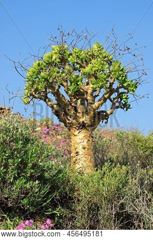 A Butter Bush (tylecodon Paniculatus), Namaqualand, South Africa
