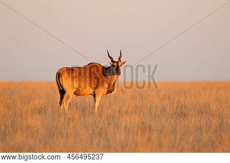 Male Eland Antelope (tragelaphus Oryx) In Late Afternoon Light, Mokala National Park, South Africa