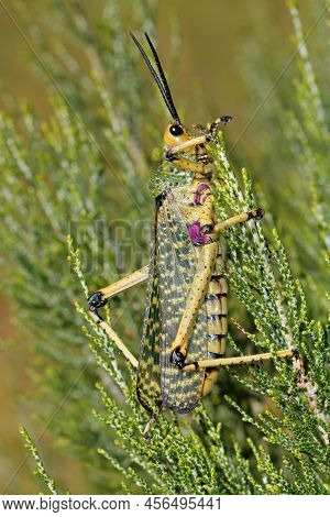 Milkweed Locust (phymateus Spp.) Sitting On A Plant, South Africa