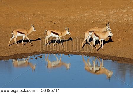 Springbok Antelopes (antidorcas Marsupialis) At A Waterhole, Mokala National Park, South Africa