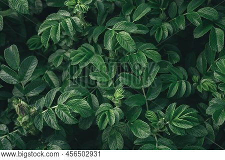 Abstract Green Leaves Of Rose Hip Background. Natural Dog-rose Textured Foliage. Dark Toned Canker R