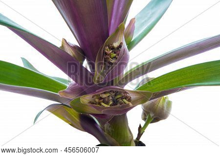 Picture Of Blooming Houseplant Rhoeo Discolor On White Background