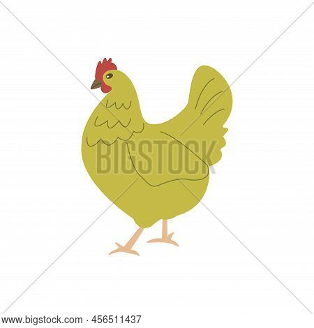 Chicken Is Walking. Colorful Vector Isolated Hand Drawn Illustration. Domestic Bird. Poultry Breedin