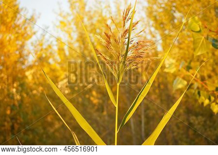 Sorghum Halepense On The Background Of An Autumn Forest At Sunset. Autumn Scenes. Close-up.