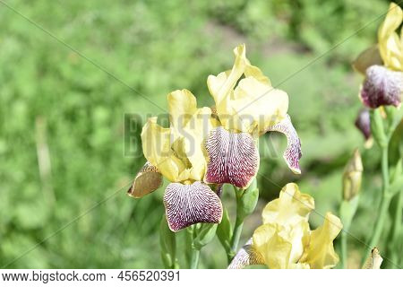 Yellow -red Flowers Of Iris Iridaceae On A Flower Bed
