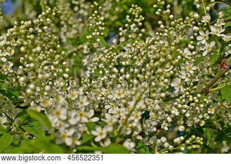 Common Bird Cherry, Or Carpal Bird Cherry, Or Bird Cherry Bird Cherry, Is A Species Of Low Trees Fro