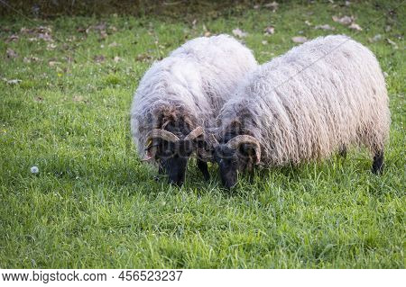 Two Rams Of Lacha Or Latxa Breed, Grazing In A Green Pasture, 2 Sheep With White Wool And Black Face