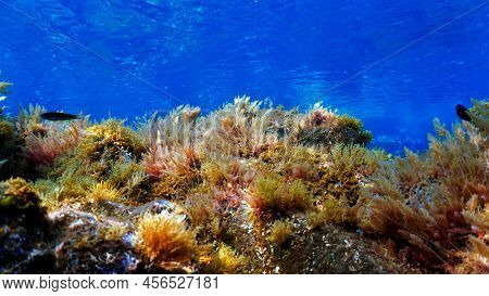 Underwater Photo Of Algea And Plants. From A Scuba Dive In The Atlantic Ocean.