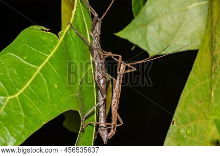 Southern Two-striped Walkingsticks In Florida - Anisomorpha Buprestoides