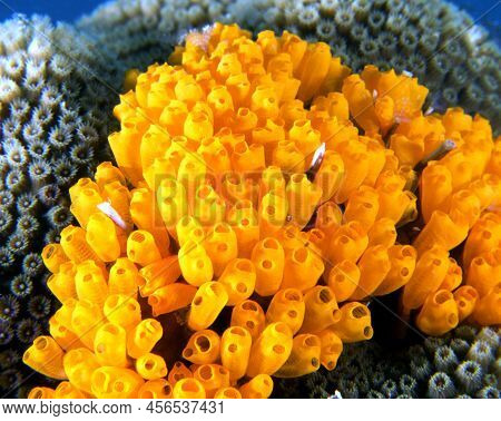Clavelina Flava In A Shallow Reef Boracay Island Philippines