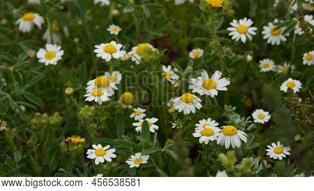 False Mayweed Or Sea Mayweed - Tripleurospermum Maritimum. Wild Chamomile, Mayweed, False Chamomile,