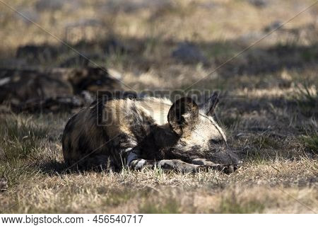 Wild Dog Sleeping With The Pack Until Sunset In The African Savannah Of South Africa.