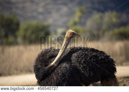 Beautiful Ostrich From The African Savannah Of South Africa, With A Beautiful Plumage.