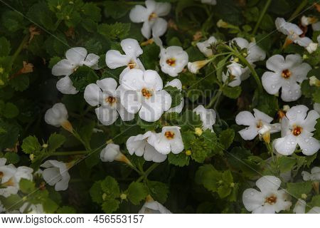 Bacopa Monnieri Herb Plant And Flower, Known From Ayurveda As Brahmi. Bacopa Monnieri Herb Is In Ayu