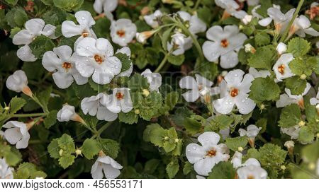 Bacopa Monnieri Herb Plant And Flower, Known From Ayurveda As Brahmi. Bacopa Monnieri Herb Is In Ayu
