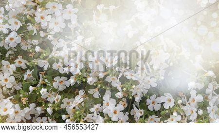 Bacopa Monnieri Herb Plant And Flower, Known From Ayurveda As Brahmi. Bacopa Monnieri Herb Is In Ayu
