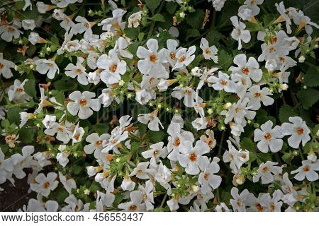 Bacopa Monnieri Herb Plant And Flower, Known From Ayurveda As Brahmi. Bacopa Monnieri Herb Is In Ayu