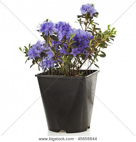 Kwitnący rododendron (Azalea) w polu czarny garnek z tworzyw sztucznych na białym tle