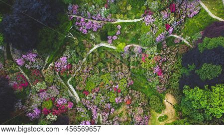 Aerial Top Down View Of Colorful Blooming Rhododendron Shrubs Among The Trees In The Oasi Zegna, Nat