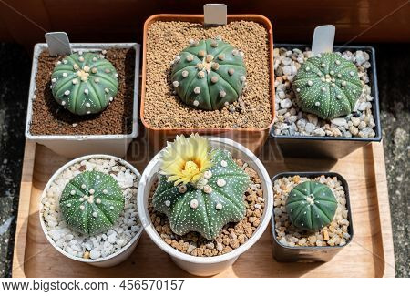 Top View Of Astrophytum Asterias Cactus Collection Absorbing Sunlight. Astrophytum Is A Genus Of Cac