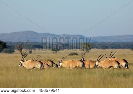 Gemsbok Antelopes (oryx Gazella) Walking In Grassland, Mokala National Park, South Africa