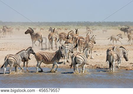 Plains Zebras (equus Burchelli) At A Waterhole, Etosha National Park, Namibia