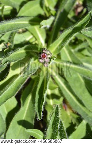 Orange Hawkweed Flower Buds Top View In The Garden
