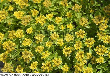 Orange Stonecrop Weihenstephaner Gold Flowers In The Garden