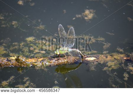 Emperor Dragon Fly On Driftwood In A Pond