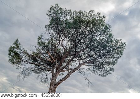 Mediterranean Pine Tree