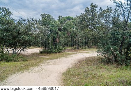 Monte El Pardo Forest In Madrid, Spain