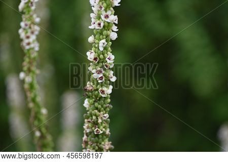 Verbascum Chaixii ( Nettle-leaved Mullein ) 'wedding Candle' Flowers. In Early Summer, A Large Numbe