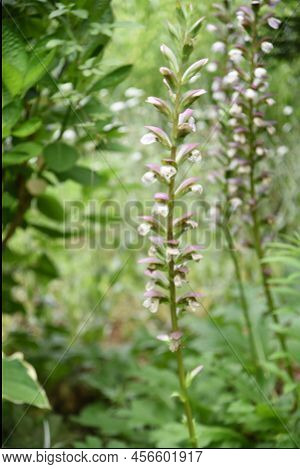 Acanthus Molliis Flowers. Acanthaceae Evergreen Perennial Plants. The Flowering Season Is From June 