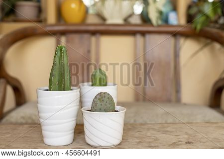 Purple Opuntia, Blue Myrtle And Stenocereus Marginatus Cactus In White Ceramic Pots With Copy Space