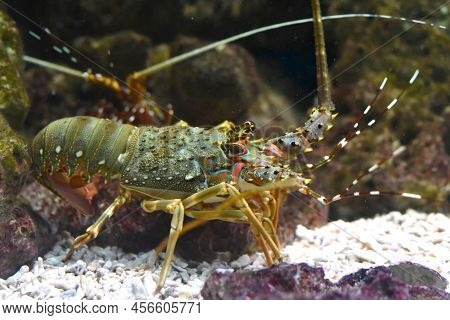 Spiny Lobsters Also Known As Langustas In Aquarium